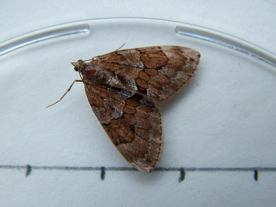 Grey Pine Carpet